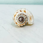 Florida King Crown Seashell (MEDIUM/LARGE)