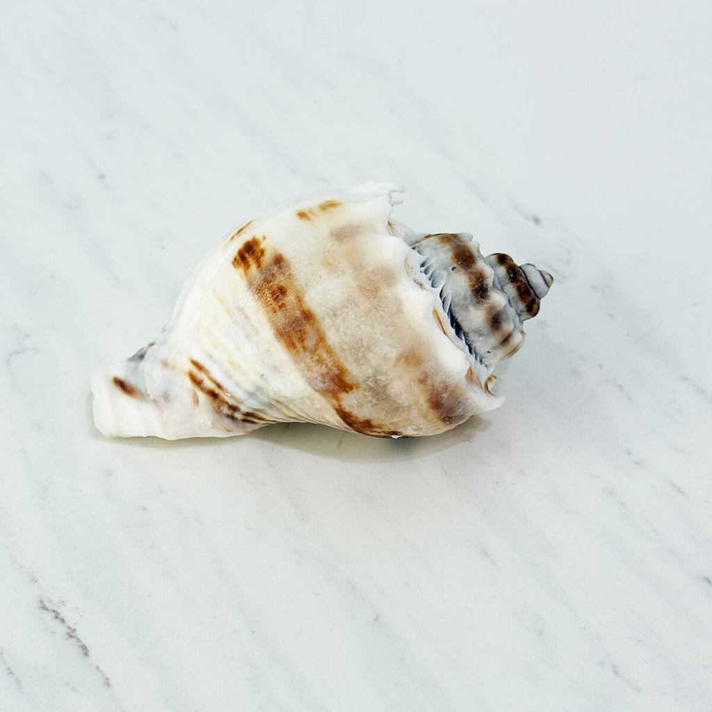 Florida King Crown Seashell (MEDIUM/LARGE)