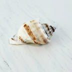 Florida King Crown Seashell (MEDIUM/LARGE)