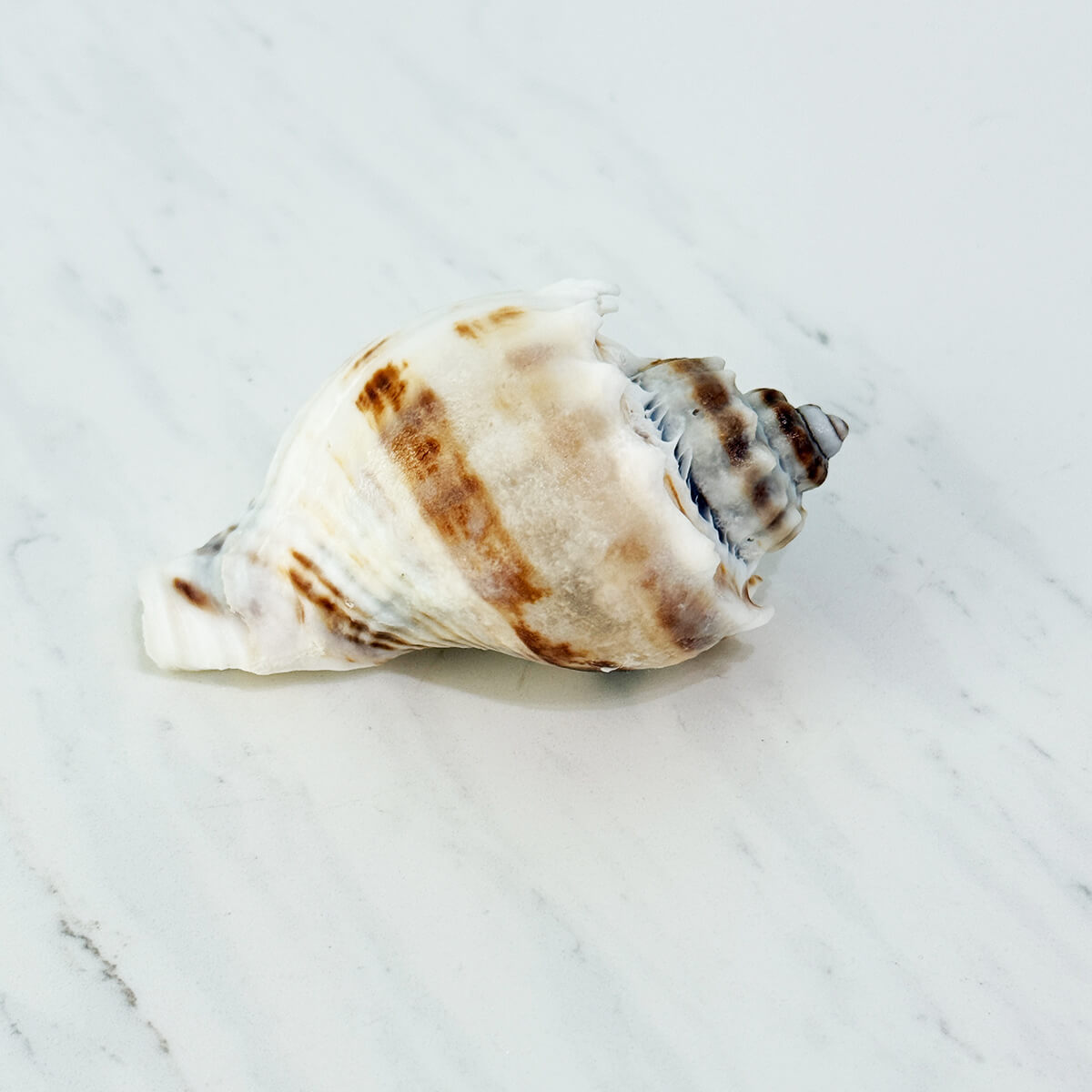 Florida King Crown Seashell (MEDIUM/LARGE)