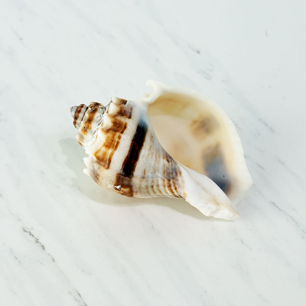Florida King Crown Seashell (MEDIUM/LARGE)