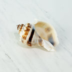 Florida King Crown Seashell (MEDIUM/LARGE)