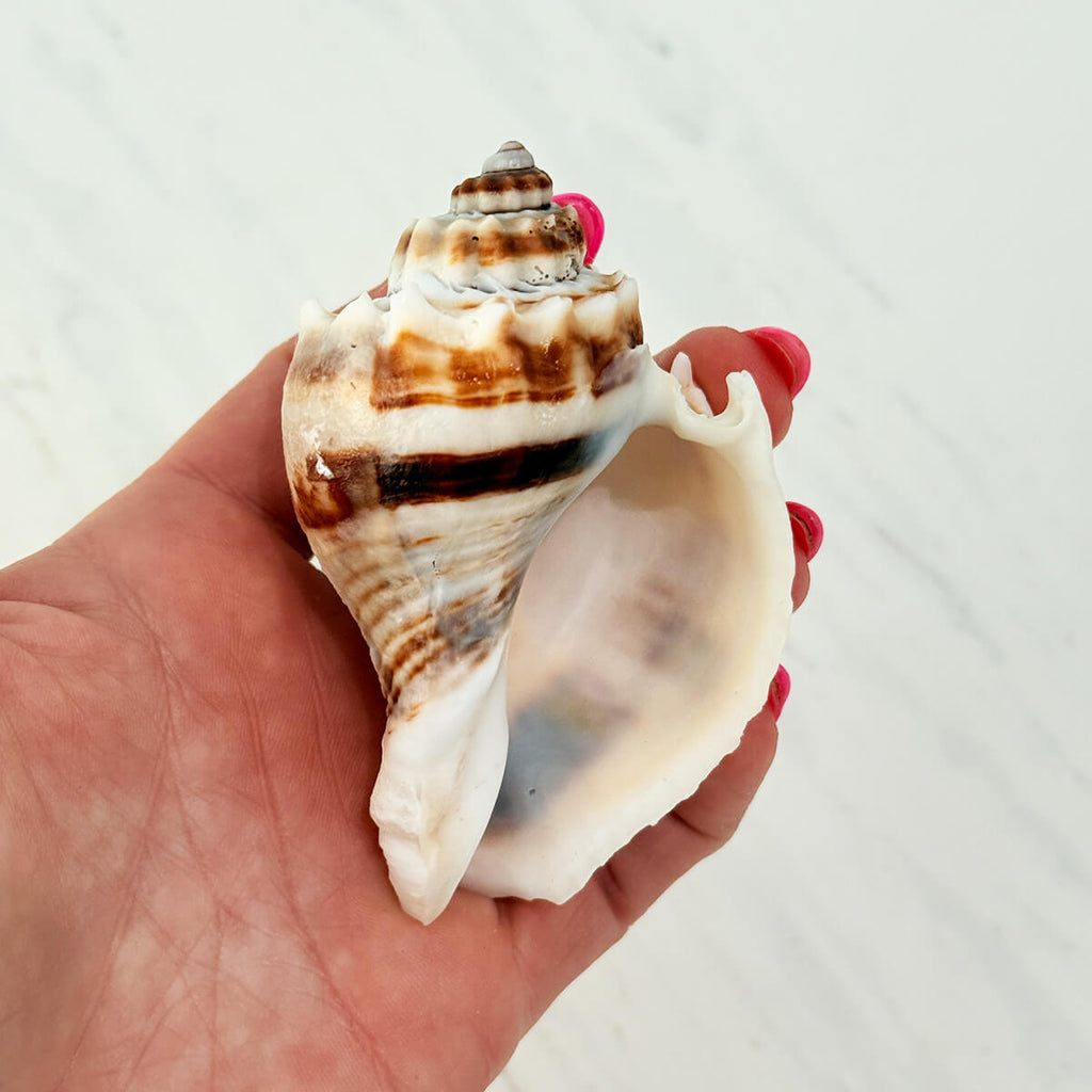 Florida King Crown Seashell (MEDIUM/LARGE)