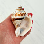 Florida King Crown Seashell (MEDIUM/LARGE)