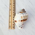 Florida King Crown Seashell (MEDIUM/LARGE)