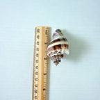 King Crown Seashells (Bundle of 6)