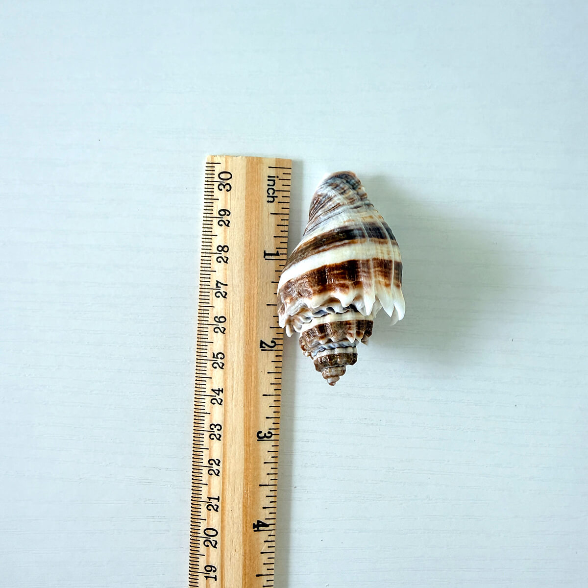 King Crown Seashells (Bundle of 6)