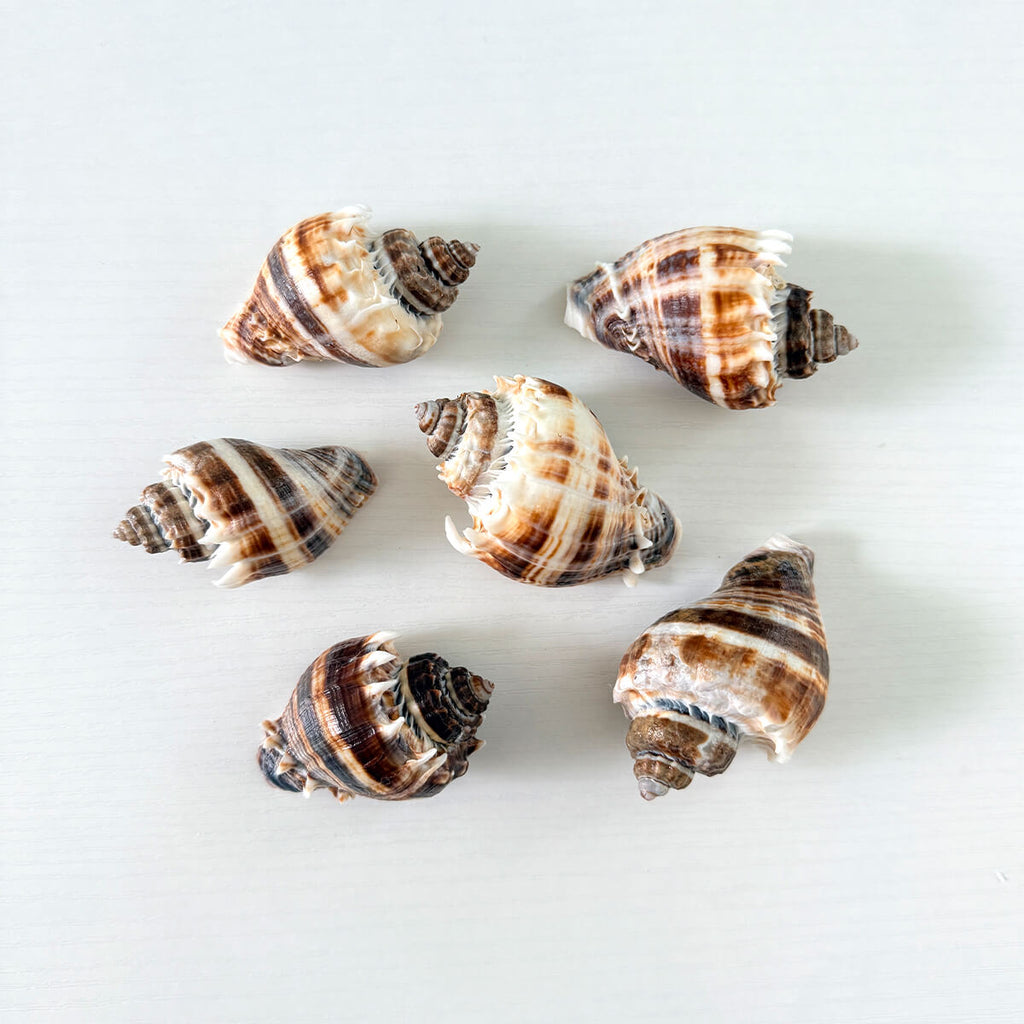 Bundle of 6 King Crown seashells ranging from 2 to 3 inches long hand-picked from St. Pete Beach Florida for shell collecting, crafts, and coastal decor 🐚✨
