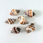 Bundle of 6 King Crown seashells ranging from 2 to 3 inches long hand-picked from St. Pete Beach Florida for shell collecting, crafts, and coastal decor 🐚✨