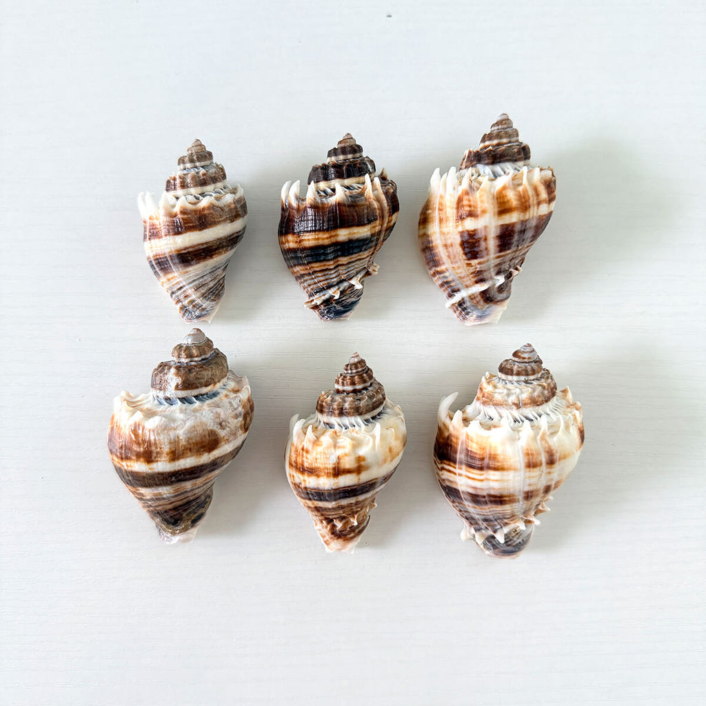 Bundle of 6 King Crown seashells ranging from 2 to 3 inches long hand-picked from St. Pete Beach Florida for shell collecting, crafts, and coastal decor 🐚✨