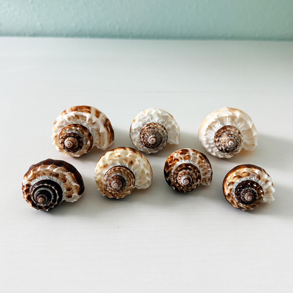 King Crown Seashells (Bundle of 7)
