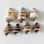 King Crown Seashells (Bundle of 7)