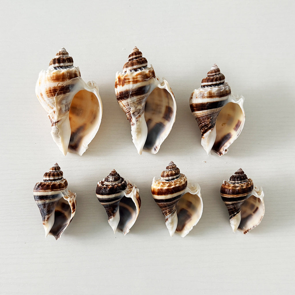 King Crown Seashells (Bundle of 7)