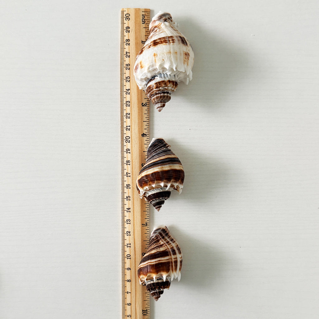 King Crown Seashells (Bundle of 7)