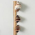King Crown Seashells (Bundle of 7)