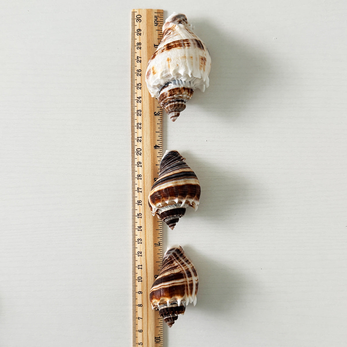 King Crown Seashells (Bundle of 7)