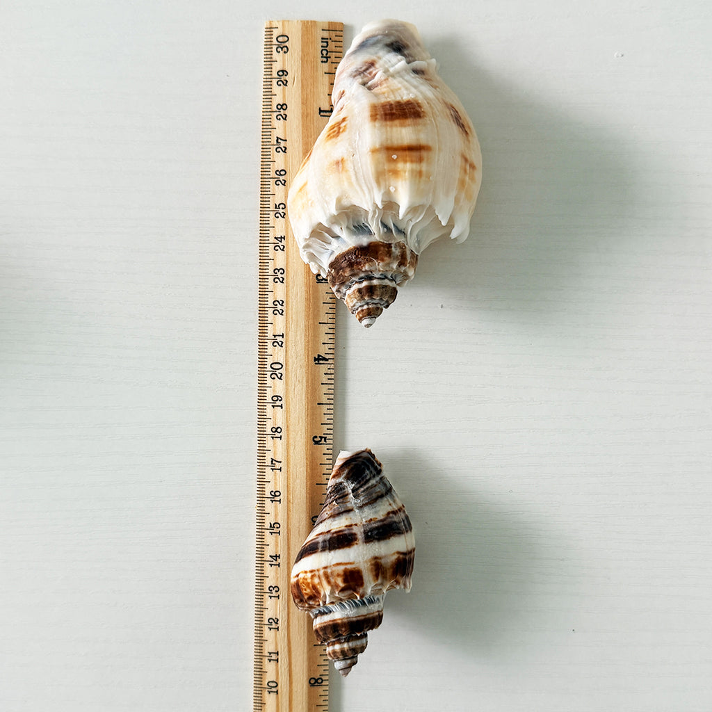 King Crown Seashells (Bundle of 7)