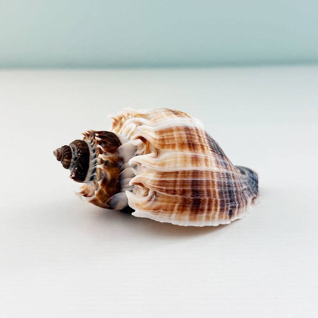 Large 4.5 inch spikey King Crown seashell found in the inlets of St. Pete Beach Florida with beautiful natural texture and crown-like shape for shell collectors and coastal decor 🐚✨
