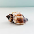 Large 4.5 inch spikey King Crown seashell found in the inlets of St. Pete Beach Florida with beautiful natural texture and crown-like shape for shell collectors and coastal decor 🐚✨