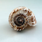 Florida King Crown Seashell (LARGE)