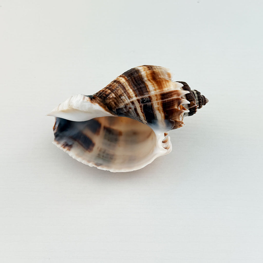 Florida King Crown Seashell (LARGE)