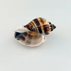 Florida King Crown Seashell (LARGE)