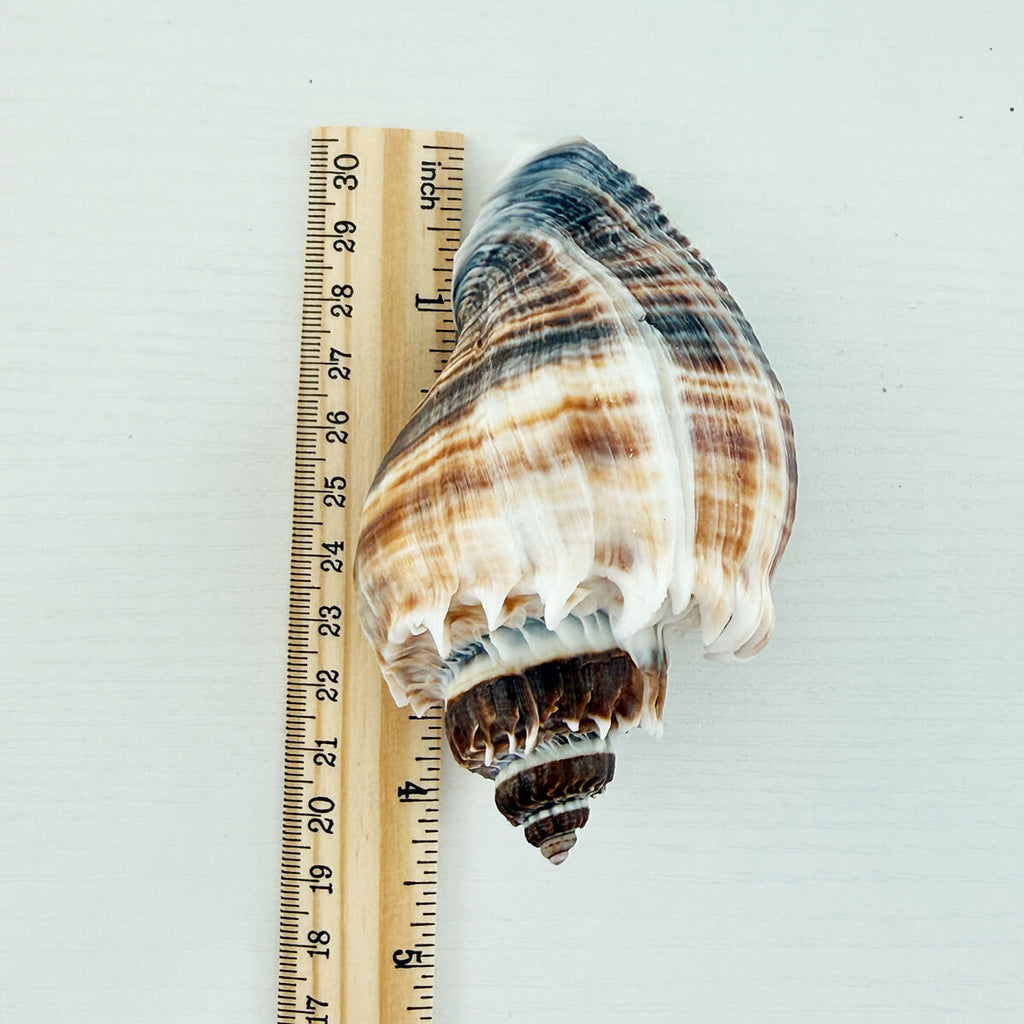 Florida King Crown Seashell (LARGE)