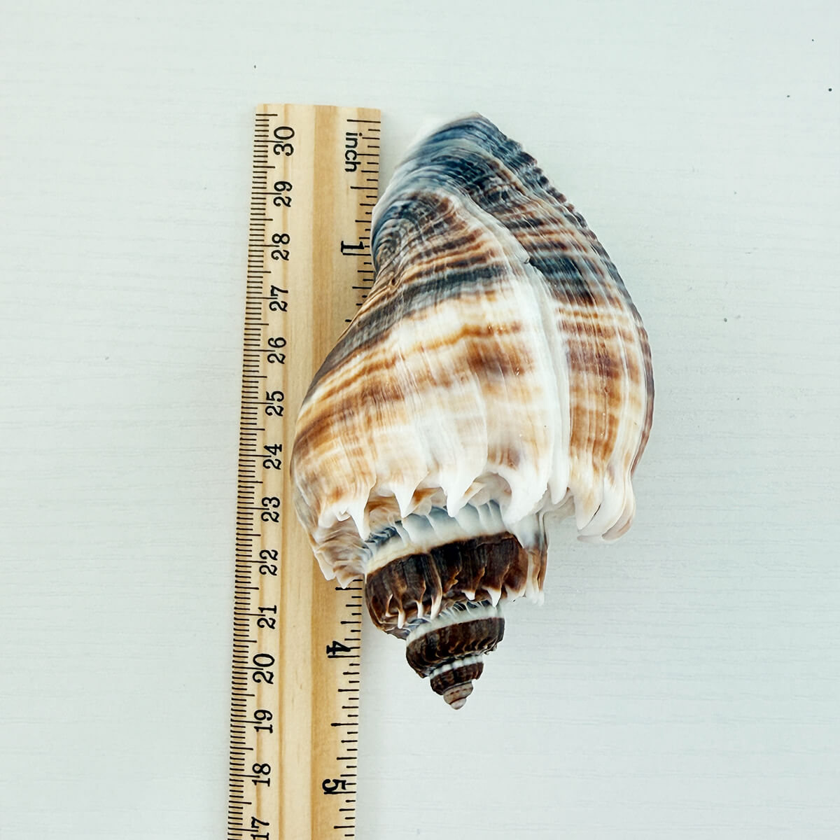 Florida King Crown Seashell (LARGE)
