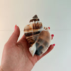 Florida King Crown Seashell (LARGE)