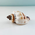 Large 4.75 inch spikey King Crown seashell found in the inlets of St. Pete Beach Florida with beautiful natural texture and crown-like shape for shell collectors and coastal decor 🐚✨