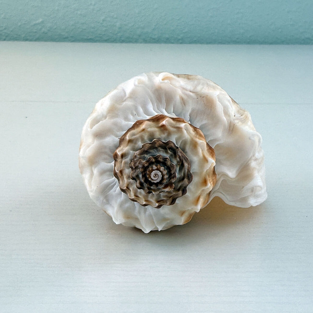 Florida King Crown Seashell (LARGE)