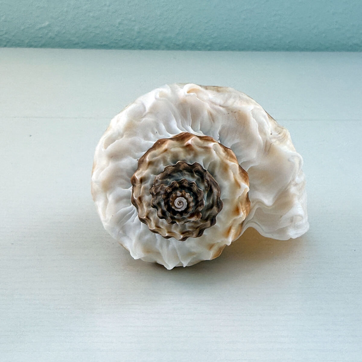 Florida King Crown Seashell (LARGE)