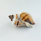 Florida King Crown Seashell (LARGE)