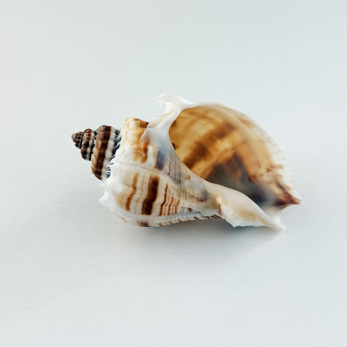 Florida King Crown Seashell (LARGE)
