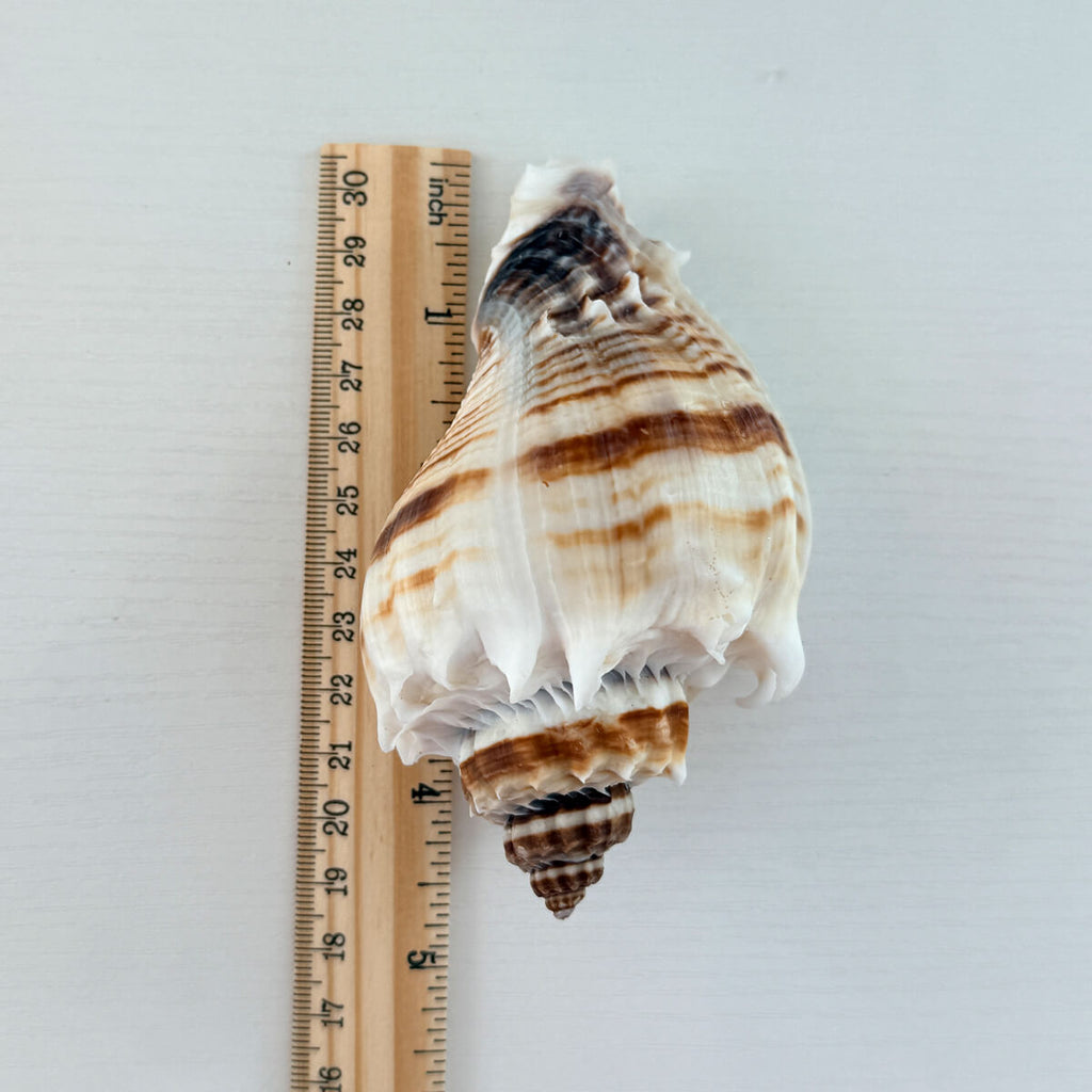 Florida King Crown Seashell (LARGE)