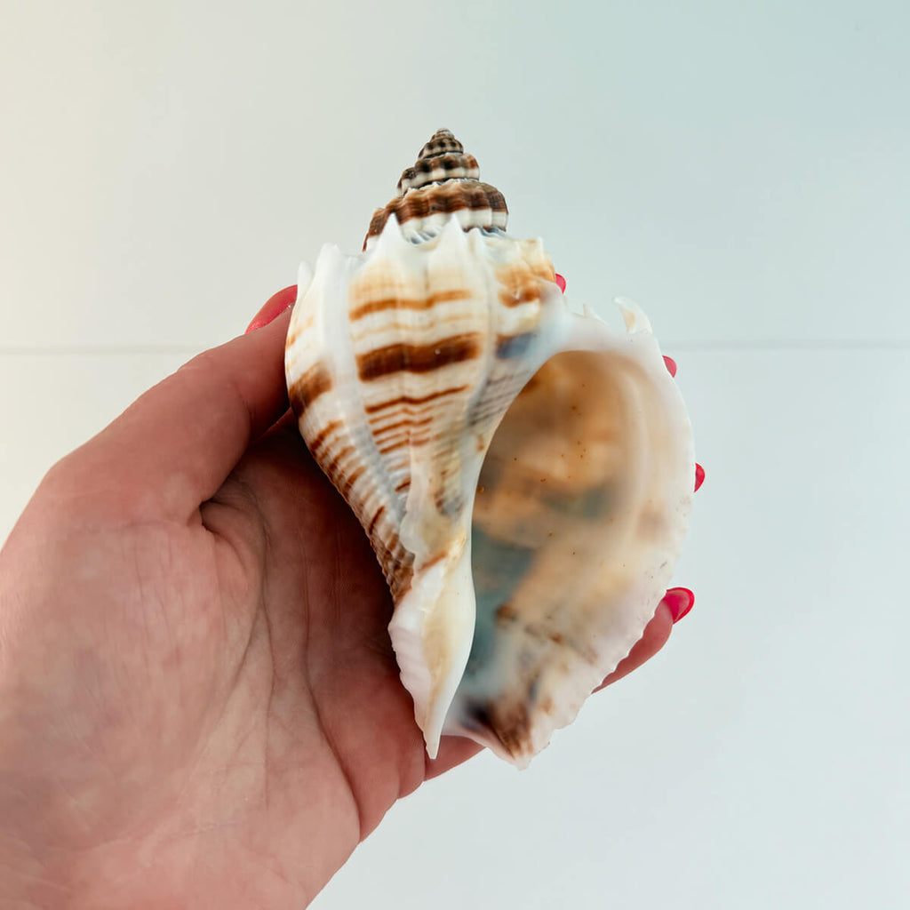 Florida King Crown Seashell (LARGE)
