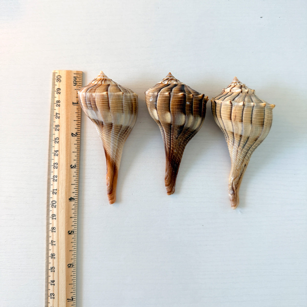 Mixed Florida Shells Medium Size Shells (Bundle of 18)
