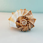 Florida Lightning Whelk Seashell (Large)