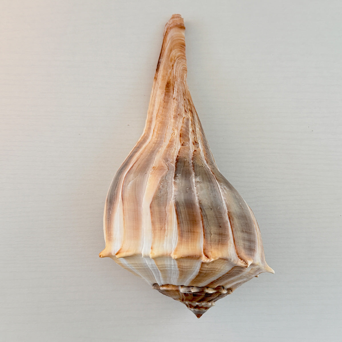 Florida Lightning Whelk Seashell (Large)