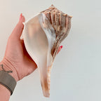 Florida Lightning Whelk Seashell (Large)