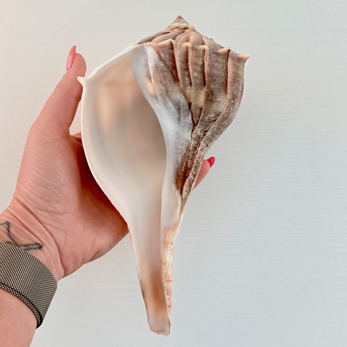 Florida Lightning Whelk Seashell (Large)