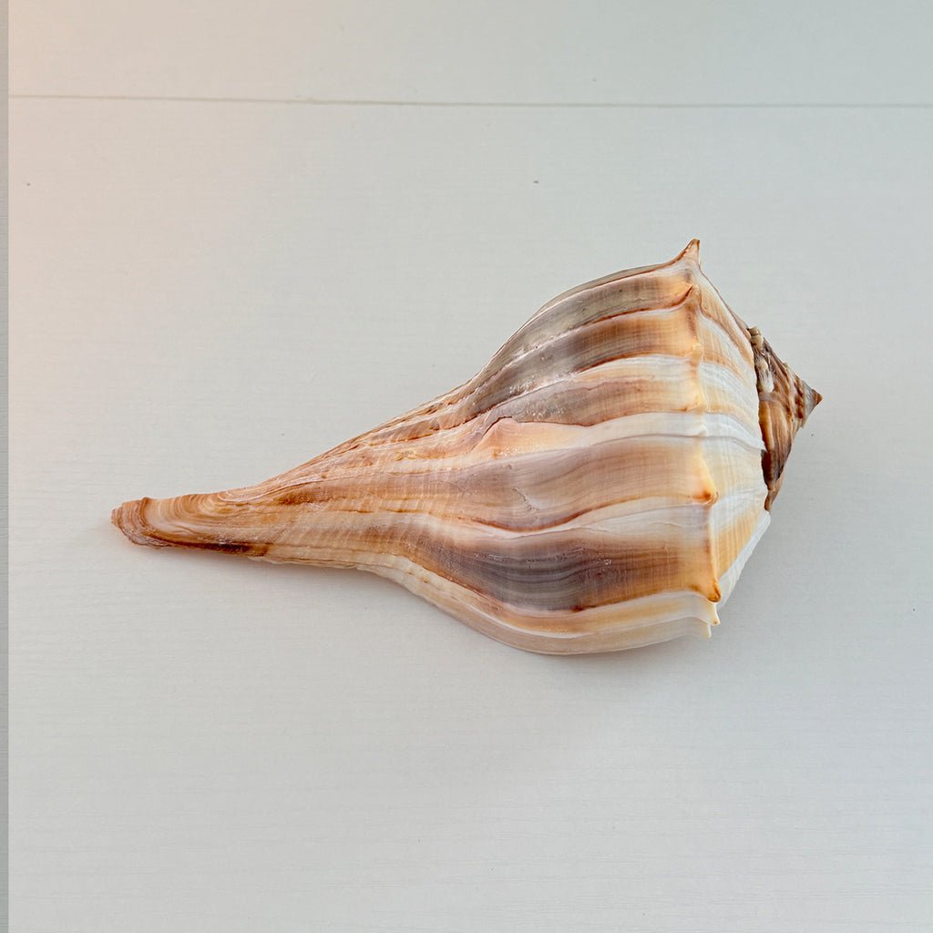Florida Lightning Whelk Seashell (Large)