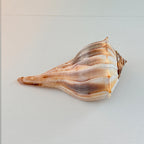 Florida Lightning Whelk Seashell (Large)