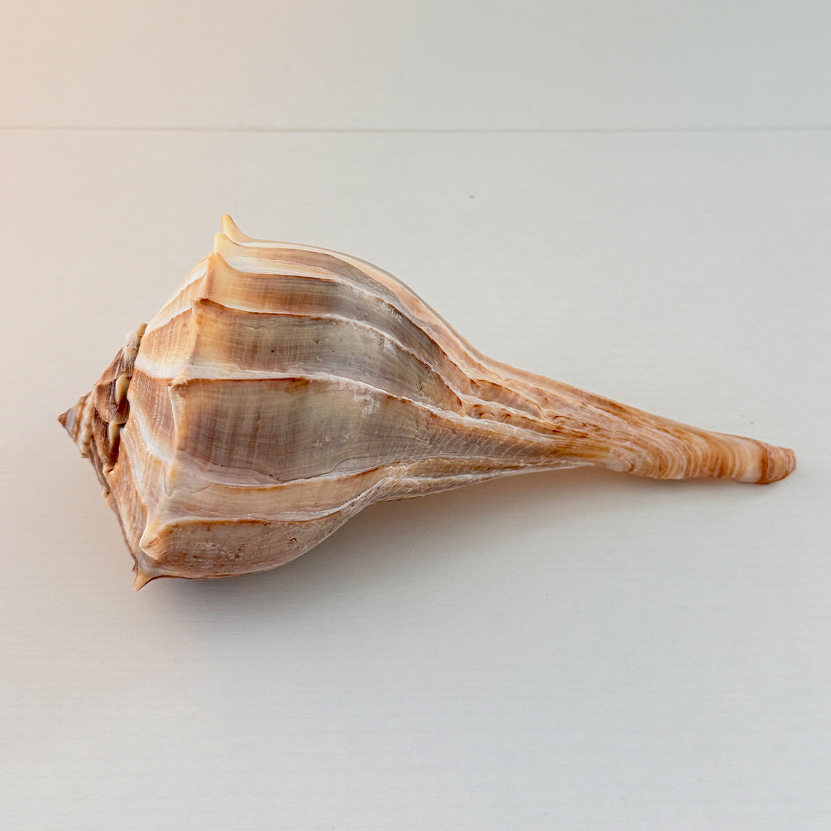 Florida Lightning Whelk Seashell (Large)