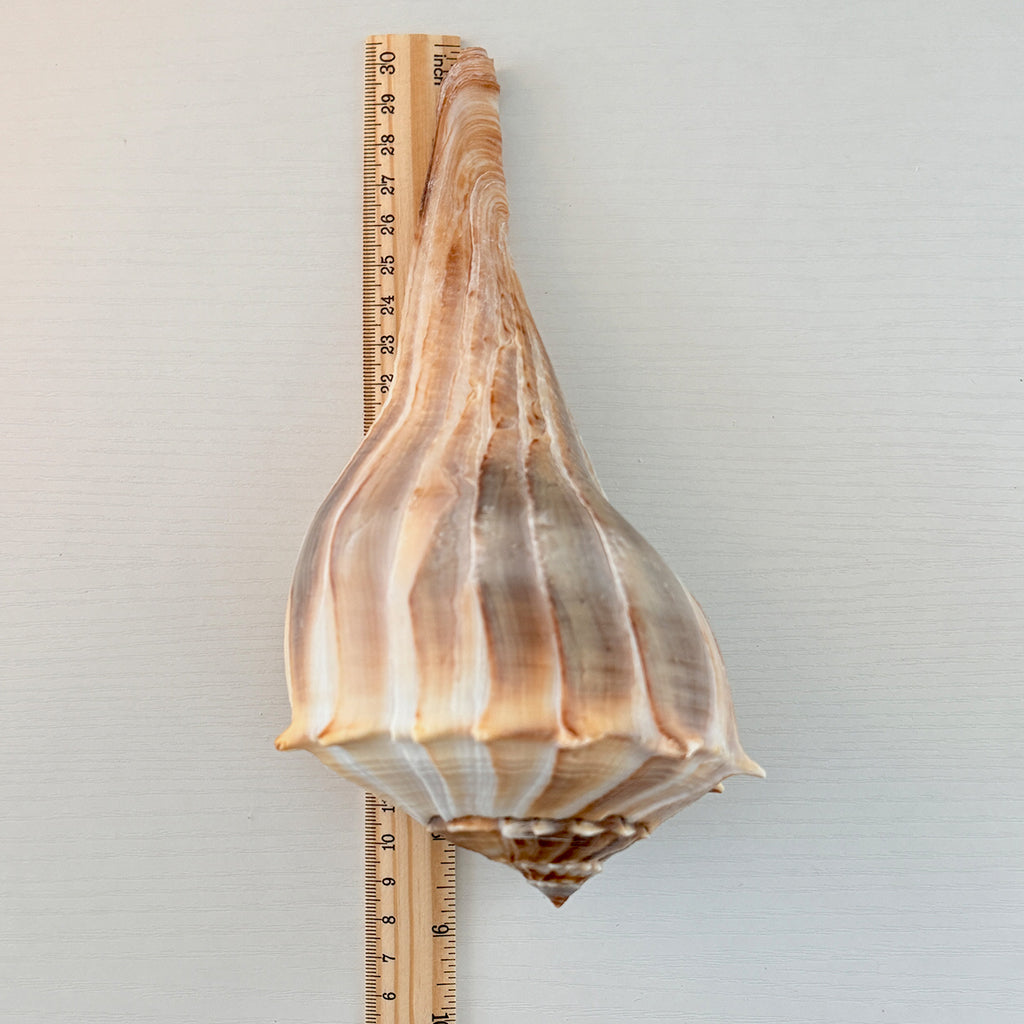 Florida Lightning Whelk Seashell (Large)