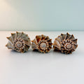 Florida Lightning Whelk Seashell (Bundle of 3)