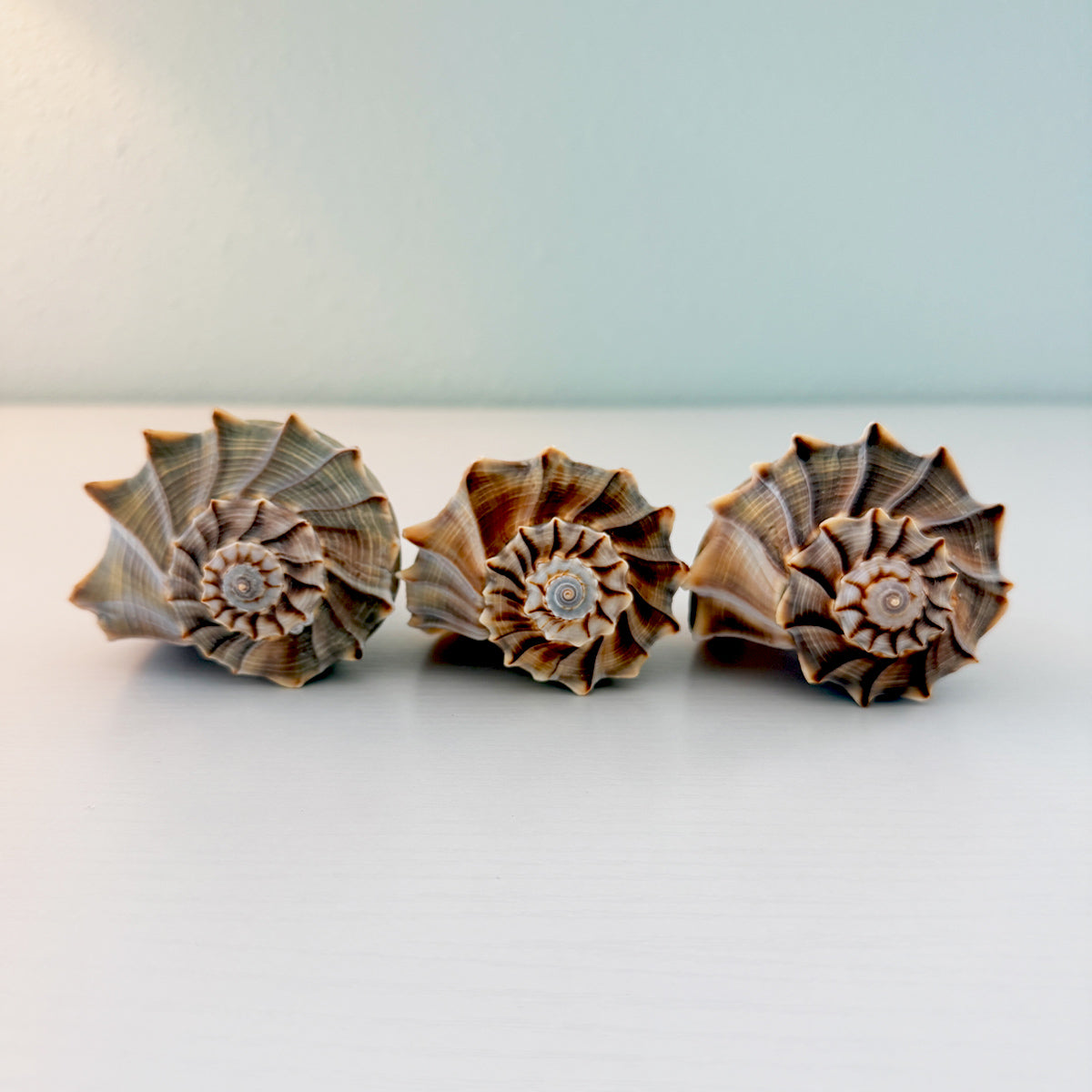 Florida Lightning Whelk Seashell (Bundle of 3)