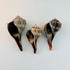 Florida Lightning Whelk Seashell (Bundle of 3)