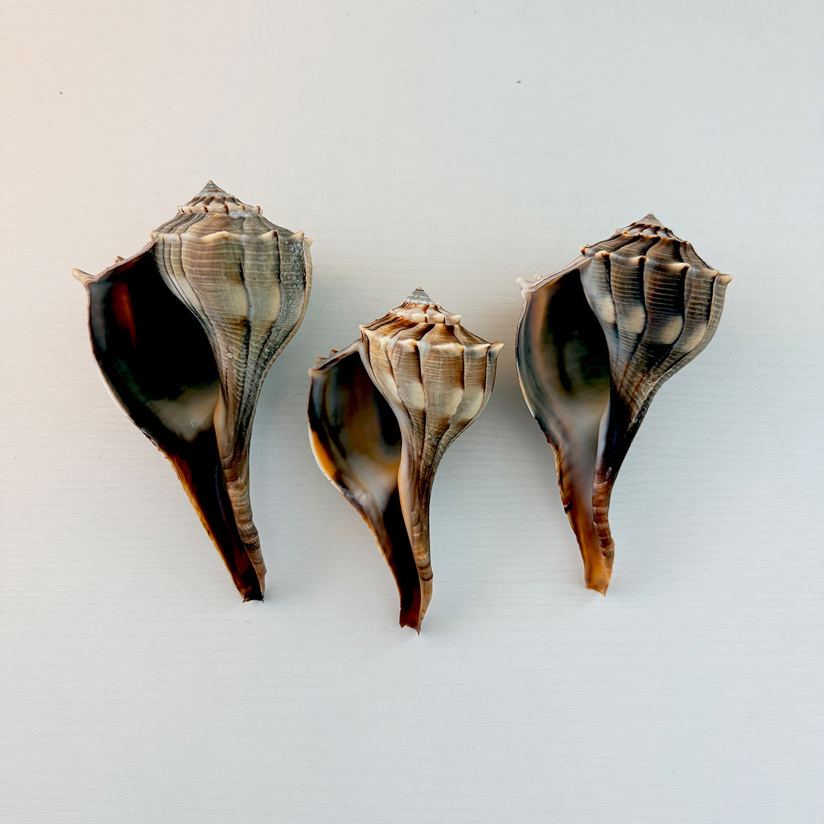 Florida Lightning Whelk Seashell (Bundle of 3)