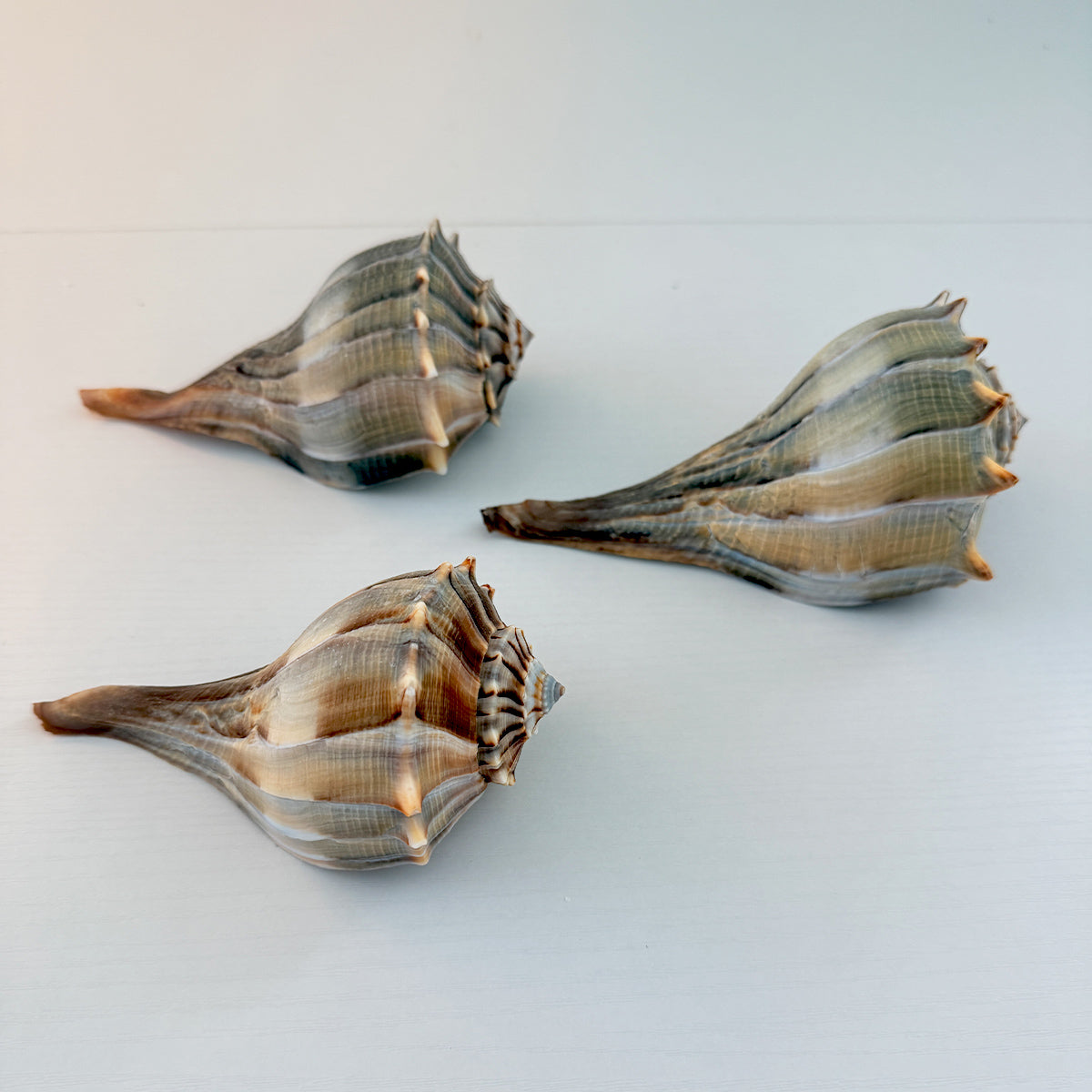 Florida Lightning Whelk Seashell (Bundle of 3)